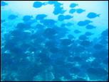 Joy-Venture-Diving
