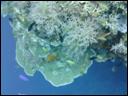 Joy-Venture-Diving