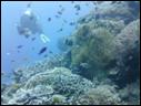 Joy-Venture-Diving