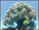 Joy-Venture-Diving