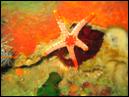 Joy-Venture-Diving