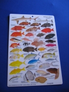 Fischbestimmungskarten , Rotes Meer 1